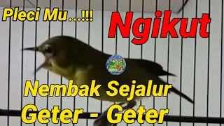 telik sandi pleci juara ngalas nembak ngotot geter geter