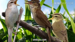 kerak basi alis hitam kompilasi kecici belang kerak basi kecici belang