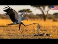 Lagu Secretary Bird vs. Cobra: Snake Hunter | Ultimate Animal War