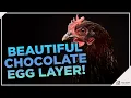 Check out the Black Copper Marans Chicken