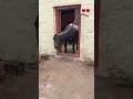 Download Lagu Bhains ka Singh bahut bada hai
