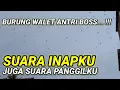 Download Lagu Sp Suara INAPKU juga suara PANGGILKU 1. suara inap walet berkualitas. Respon terbaik sepanjang masa