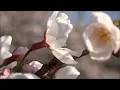 ケツメイシ　さくら