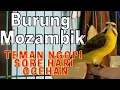 Download Lagu Ocehan Burung Mozambik #mozambik #kenari