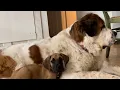 Deaf Saint Bernard feels more relaxed with Great Dane Pup