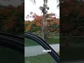 Download Lagu flamboyán parece bonsai.