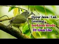 Download Lagu Opyor Jawa / Cak Gentong Berkicau Merdu Di Alam Liar#Opyorjawa#Cakgentong#Masteranopyorjawa