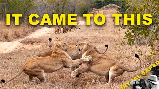 Related By Blood, Rivals By Choice | Virtual Safari #337