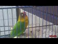 Download Lagu Cepat MINOR Dengan Putar Masteran Lovebird Jantan Konslet Nada Kering Ini Tiap Hari