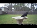 Various Bird Bath Visitors - March 2023 my Lowe s Square Bird Bath