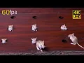 Download Lagu Cat TV mouse Hide \u0026 Seek, and Chase fun on screen for cats to watch 4k 60fps 8 hours