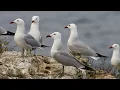 Download Lagu ¿Qué es el GUANO?