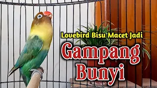 Download BEGITU DENGAR SUARANYA LOVEBIRD JADI GAMPANG BUNYI, Lovebird  FIGHTER NGEKEK JITU MERANGSANG BUNYI MP3