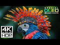 Lagu JAW-DROPPING 4K HDR 60fps | Dolby Vision (8K / 4K Video TV TEST)