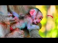 Download Lagu Tiny Baby Monkey Just 2 Days Old Learns to Move    Because of the good care of the mother
