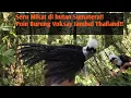 Download Lagu Seru Mikat Burung Poksay jambul bersama bocil | Langsung Dapat Poin!! #jombapetualang!!