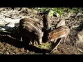 Download Lagu Feeding and guarding wild piglets from beasts | LIVING OFF THE GRID | Episode 81