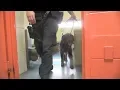 Police dogs search the Hamilton County Justice Center for drugs