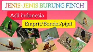 Download JENIS-JENIS BURUNG EMPRIT || BURUNG PIPIT || jenis burung finch asli Indonesia MP3