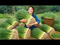 Download Lagu Harvest a huge scallion garden to sell at the market at with my family, take care of my giant pigs