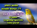 Download Lagu Pleci Call Sambung Ngeriwik Buat Pancingan Semua Jenis Pleci Yang Susah Bunyi Biar Gacor