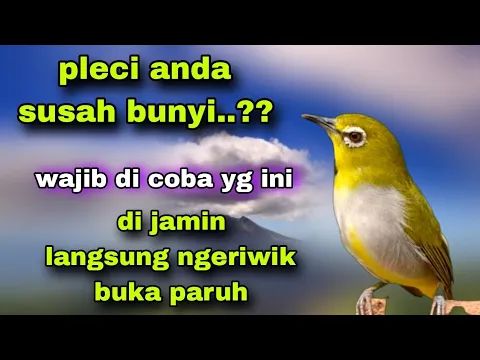 Download MP3 Pleci Call Sambung Ngeriwik Buat Pancingan Semua Jenis Pleci Yang Susah Bunyi Biar Gacor