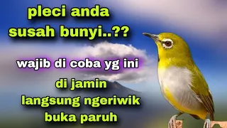 Download Pleci Call Sambung Ngeriwik Buat Pancingan Semua Jenis Pleci Yang Susah Bunyi Biar Gacor MP3