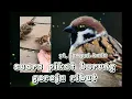 Download Lagu suara pikat burung gereja ribut