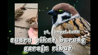 suara pikat burung gereja ribut