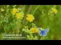 Download Lagu The Common Blue butterfly
