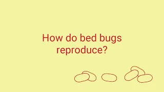 How Do Bed Bugs Reproduce