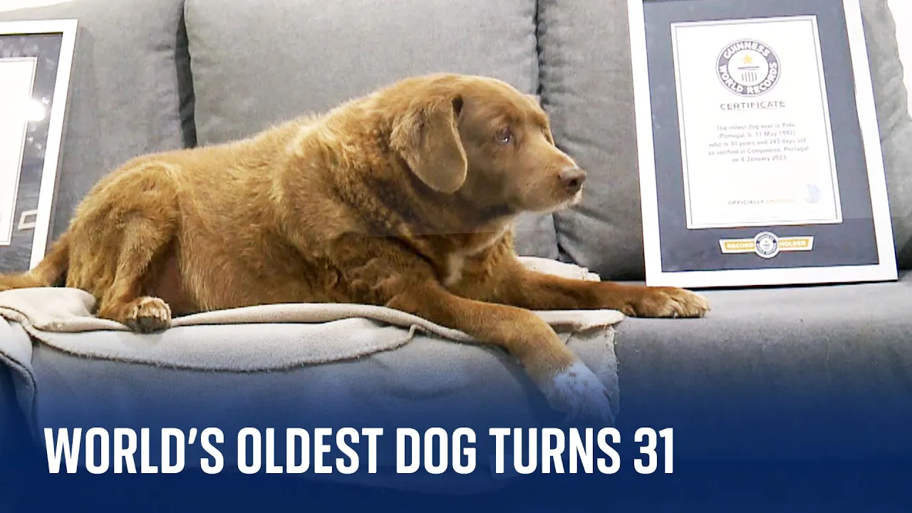 World's oldest dog ever celebrates 31st birthday