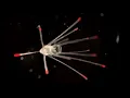 Download Lagu The magic of echinoderm metamorphosis