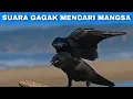 Download Lagu Efek Suara Burung Gagak Mencari Mangsa | Crow Sound Effects Looking for Prey