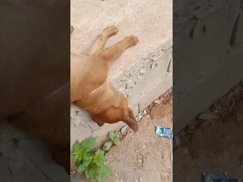 ເບີ່ງນາງນອນ