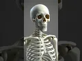 Skeleton Colored White