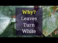 Why Leaves Get White Spots Powdery Mildew