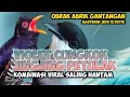 Download Lagu KEDASIH UNGU VS PETULAK JINGJING GACOR || VIOLET CUNGKOK VS JINGJING PETULAK GACOR MEWAH JERNIH