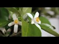 Yuzu Flower ゆずの花 （OGONNOMURA 黄金の村）
