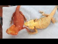 Silk Bearded Dragons