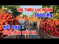 Download Lagu Vải thiều Lục Ngạn 3.000/kg - Nỗi đau được mùa mất giá.