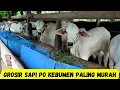 Download Lagu Free shipping promo for wholesale cattle PO Kebumen | Ready stock of calves PO Kebumen