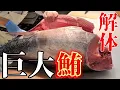 Download Lagu 【巨大】本マグロ解体！衝撃神コスパの寿司ネタを求めて和歌山へ人々が殺到！！JapaneseStreetFood【解体マグロ】【とれとれ市場】#japan #fishing #夏休み #trip