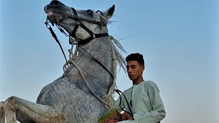 وقعه الاسد مش بالساهل اسمع كلام هيفيدك لو مش عارف ترمي شباكك تيجي تصطاده يصيدك 