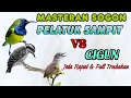 Download Lagu Masteran sogon pelatuk sampit vs cigun  #sogon #sogongacor #sogokontong #sogokontonggacor