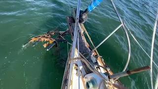 My Anchor pulls up more than I bargained for..⚓️