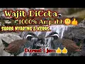 Download Lagu Suara Pikat Burung Sintar semak/ Sintar ladang durasi panjang yang paling banyak digunakan pemburu