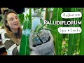 Size Up Your Anthurium Pallidiflorum FAST How I Grew My Pallidiflorum HUGE In 6 Months