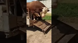 عجل من نوع مونتبيليارد مشاااء الله  عجل من نوع مونتبيليارد مشاااء الله