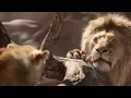 Download Lagu Mufasa Saved Simba Scene | THE LION KING | Movie Scene (2019）